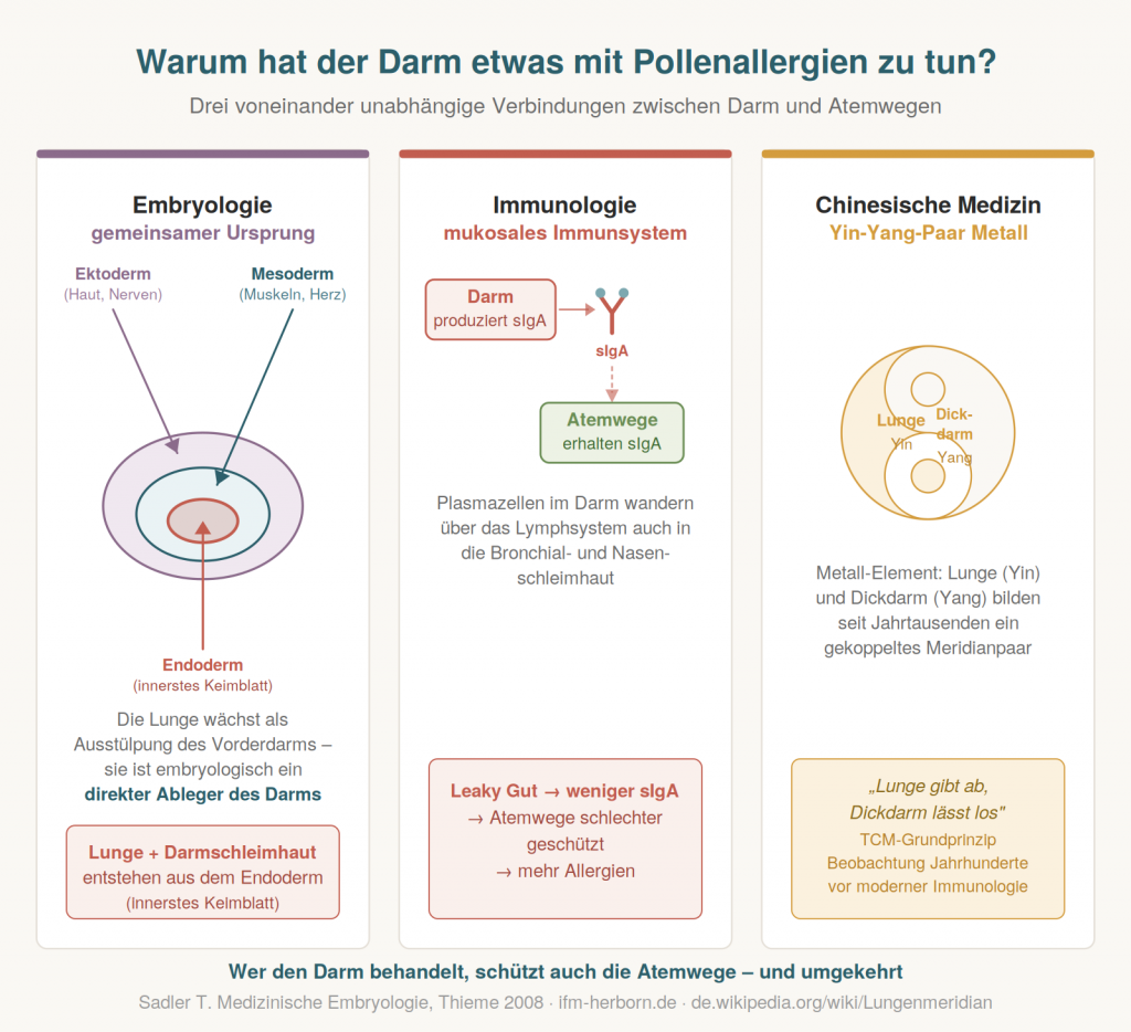 Infografik mit drei Karten zu den Verbindungen zwischen Darm und Atemwegen: embryologischer gemeinsamer Ursprung im Endoderm, immunologische Verbindung über sekretorisches IgA, und das Yin-Yang-Meridianpaar aus der chinesischen Medizin