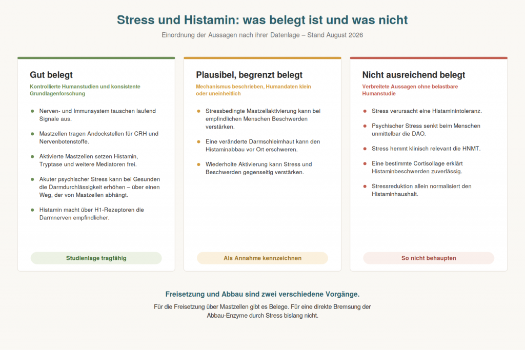Histaminabbau und Histaminfreisetzung – was ist wirklich belegt